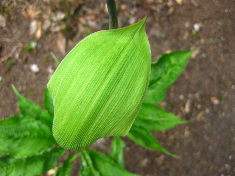 ARISAEMA  TORTUOSUM 05-06-2009 12-04-47.JPG