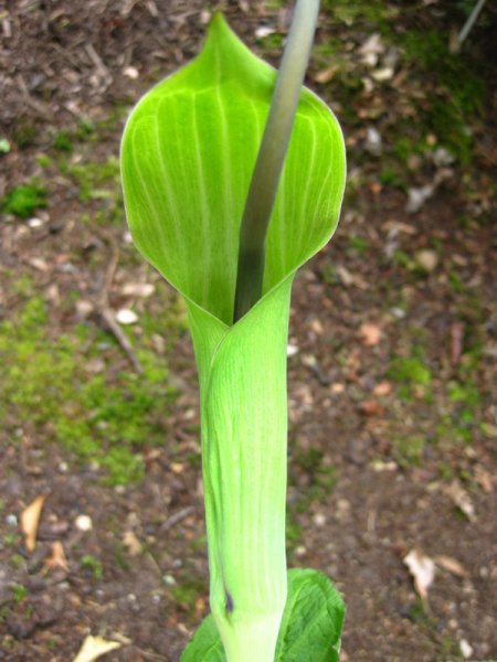 ARISAEMA  TORTUOSUM 05-06-2009 12-05-30.JPG