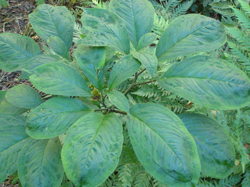 ARISAEMA  TORTUOSUM 05-09-2007 15-54-15.JPG