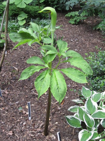 ARISAEMA  TORTUOSUM 23-06-2010 11-39-00.JPG