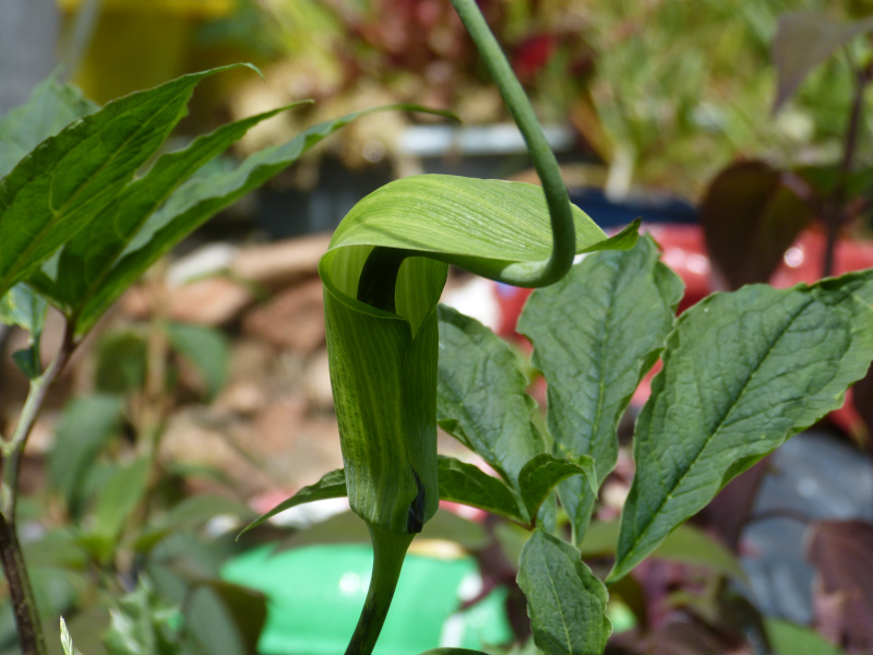 Arisaema tortuosum.JPG