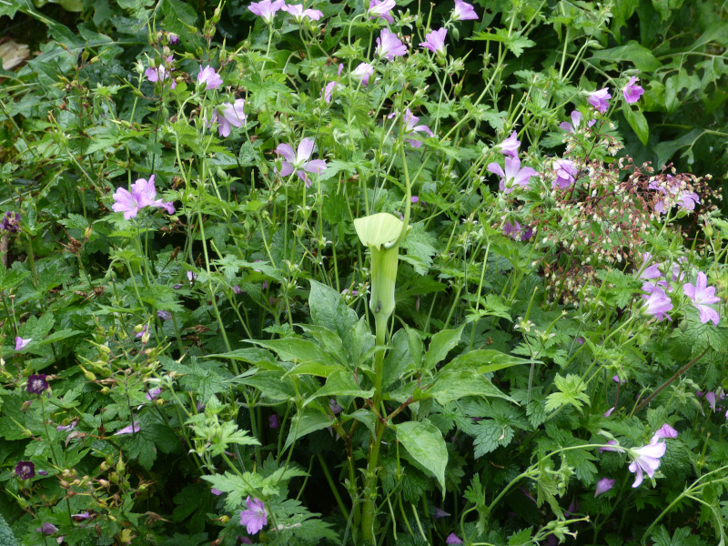 Arisaema tortuosum.JPG