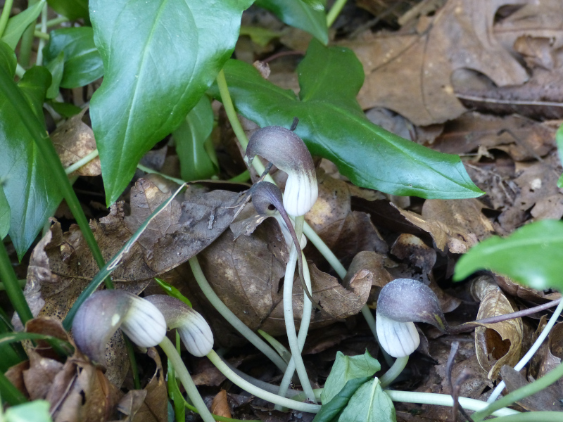 Arisarum proboscideum 1.JPG