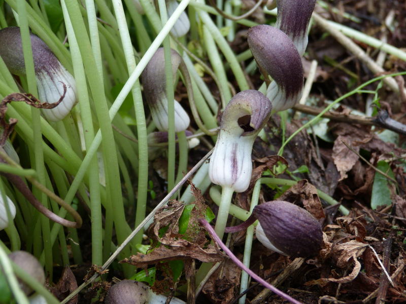 Arisarum proboscideum.JPG