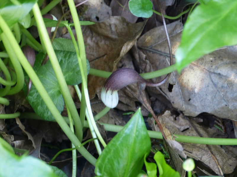 Arisarum proboscideum.JPG