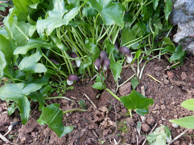 Arisarum proboscideum.JPG