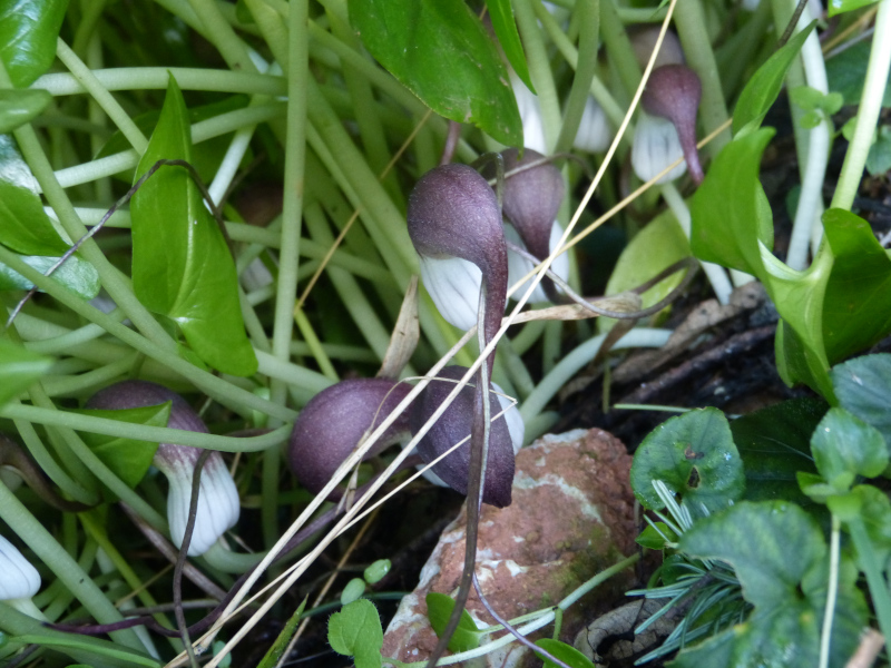 Arisarum proboscideum.JPG