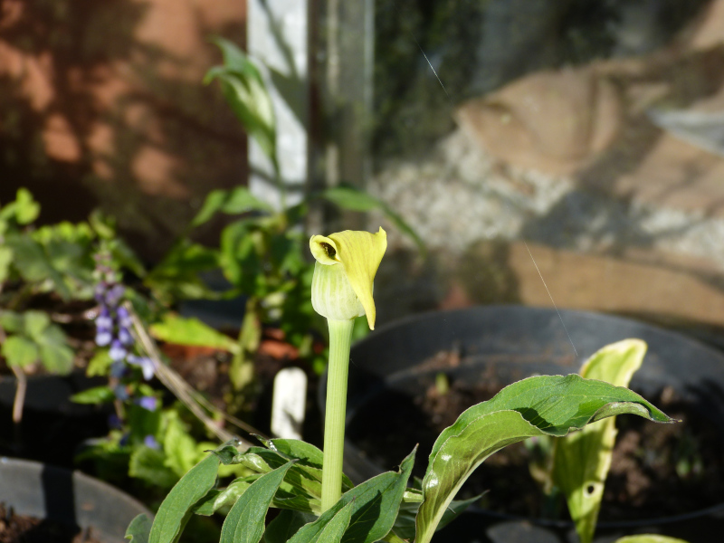 Arisema flavescens 1.JPG