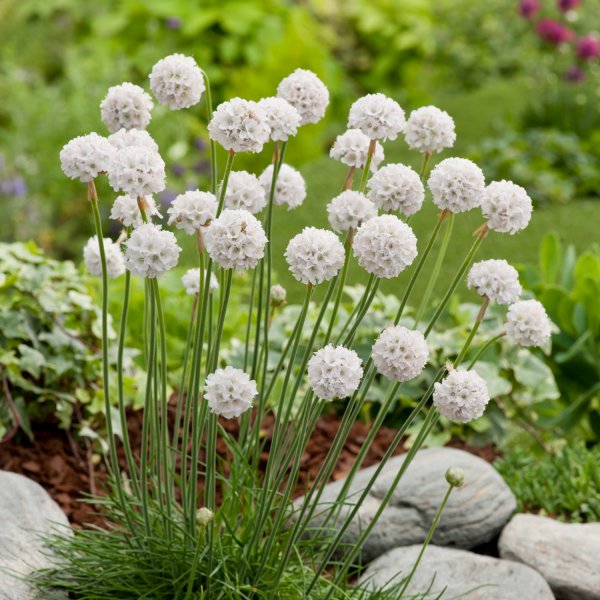 Armeria-maritima-Alba.jpg