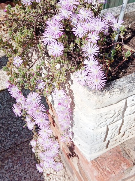 Arrozinha 17 Apr 21.jpg