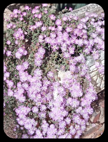 Arrozinha 20 Apr 22.jpg