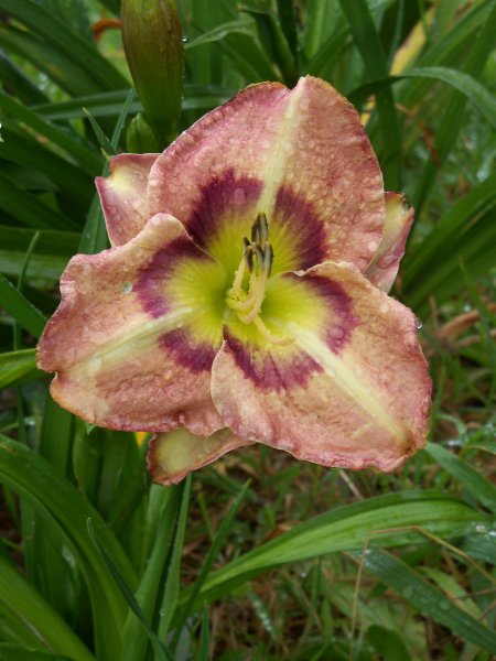 Articulate Matrix x Rainbows In Heaven.JPG