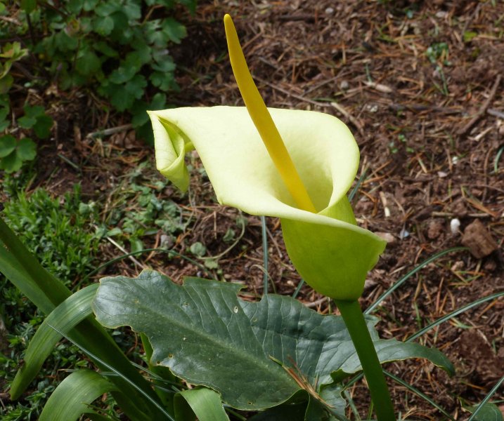 Arum creticum 2.JPG