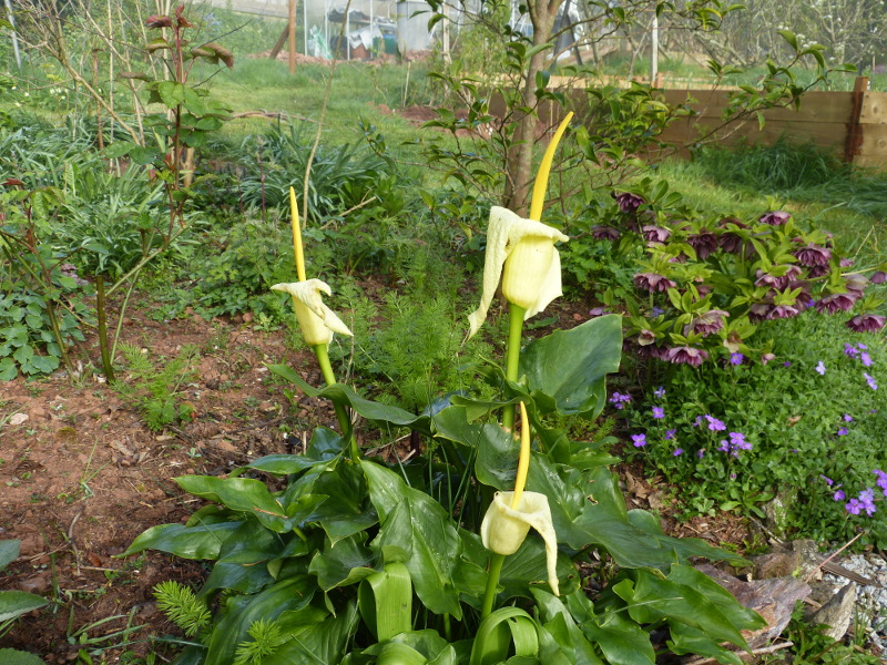 Arum creticum 2017.JPG