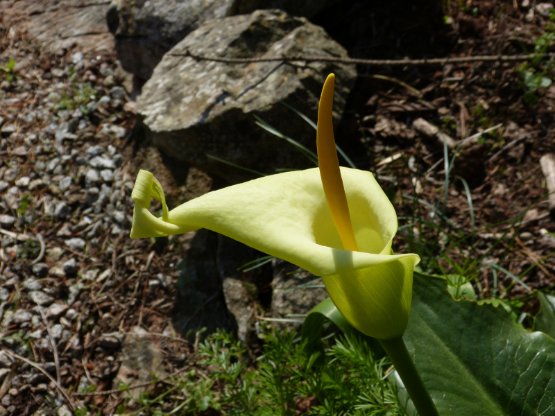 Arum creticum.JPG