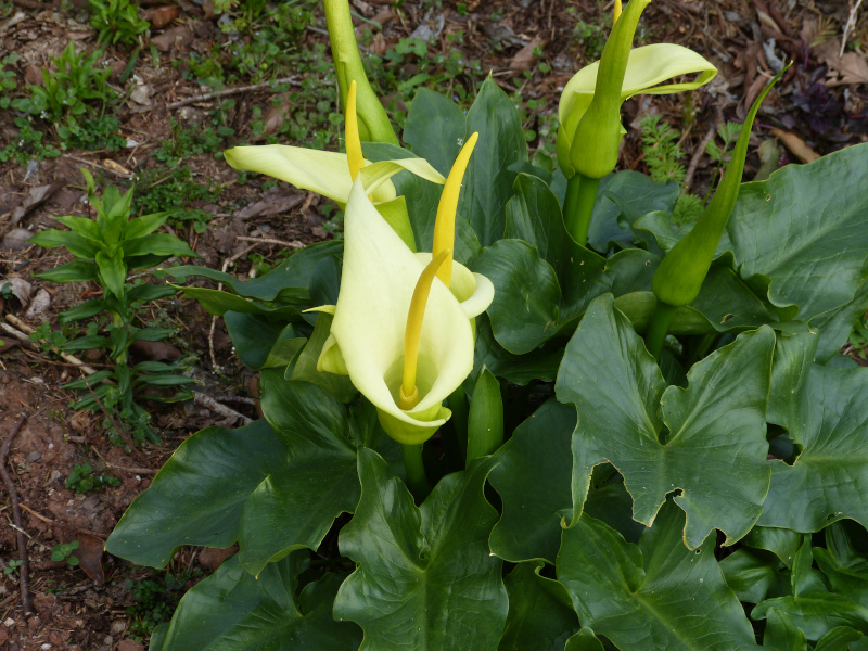 Arum creticum.JPG