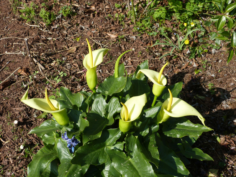 Arum creticum.JPG