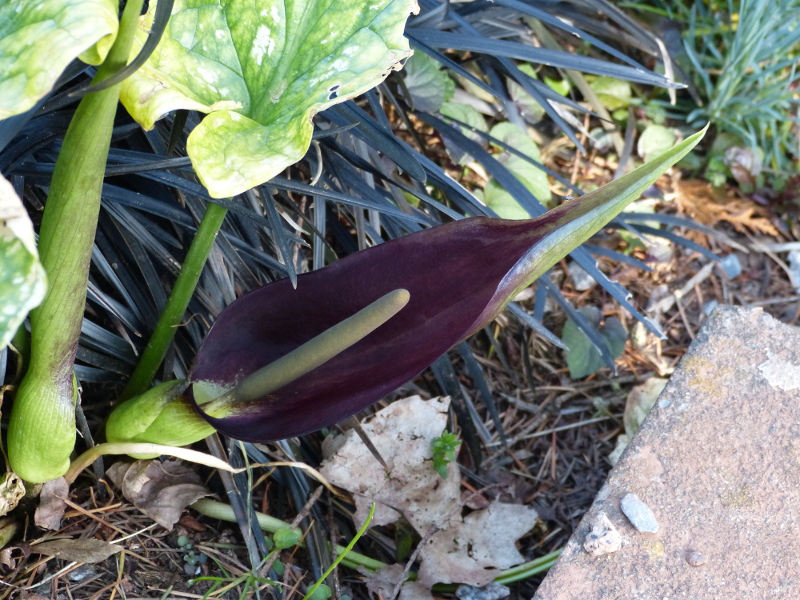 Arum elongatum 2017.JPG