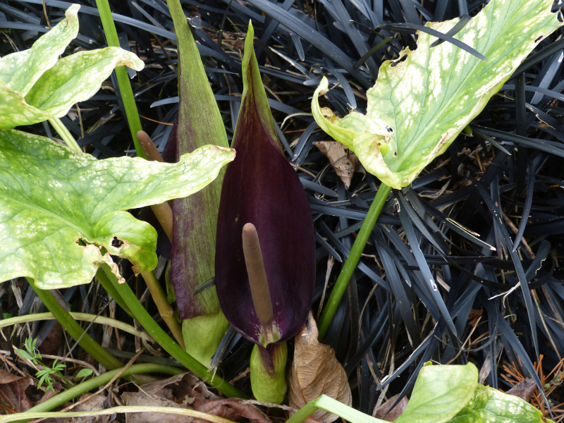 Arum elongatum.JPG