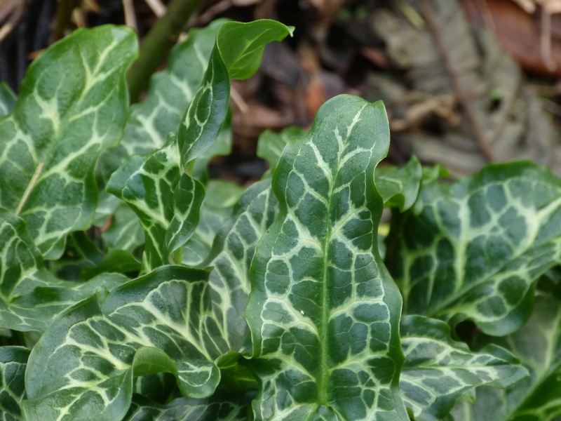 Arum italicum 1.JPG