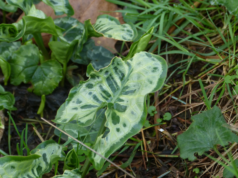 Arum italicum 2.JPG