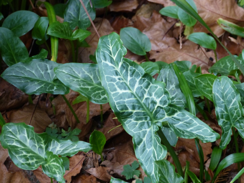 Arum italicum 2.JPG