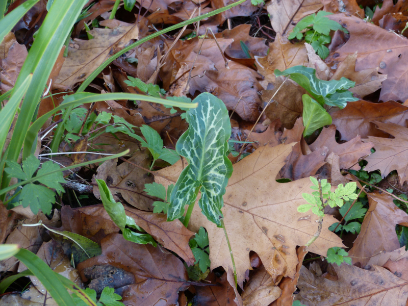 Arum italicum 2.JPG