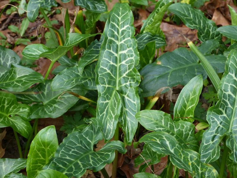 Arum italicum 3.JPG