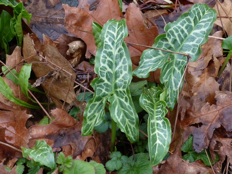 Arum italicum 3.JPG