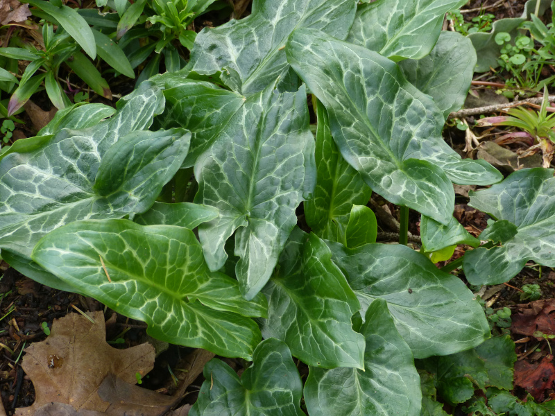 Arum italicum 4.JPG