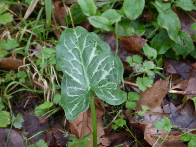 Arum italicum 4.JPG