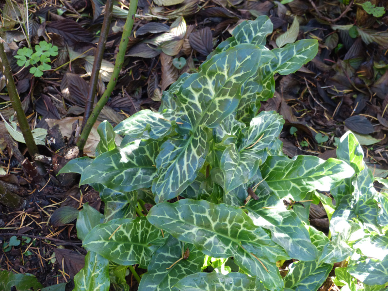 Arum italicum.JPG