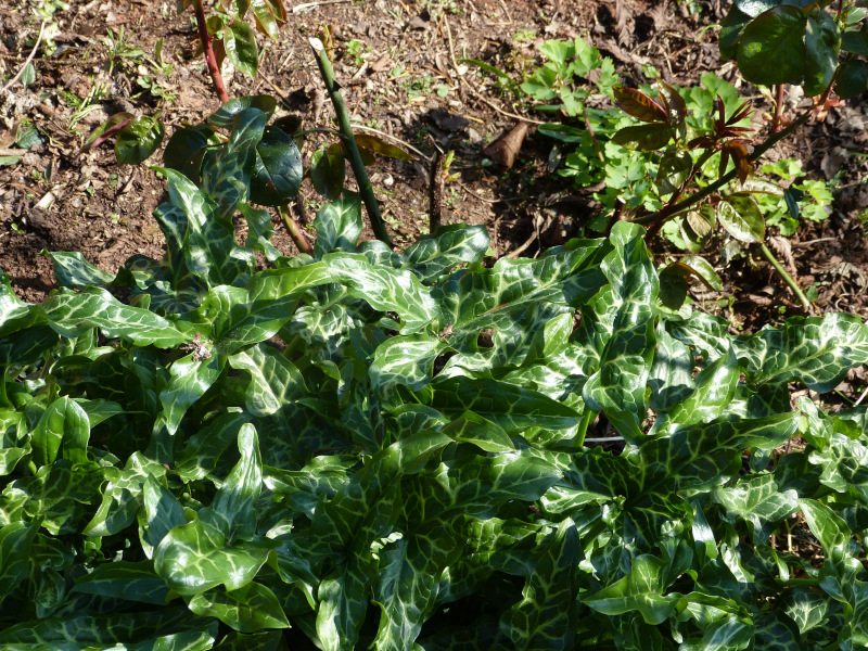 Arum italicum Marmoratum 1.JPG
