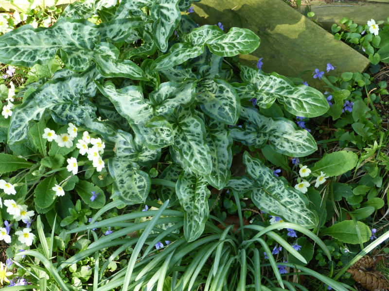 Arum italicum Marmoratum 2.JPG