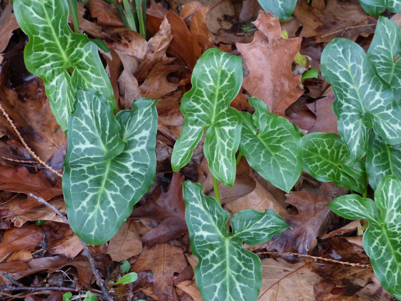 Arum italicum1.JPG