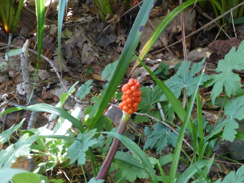 Arum maculatum berries.JPG