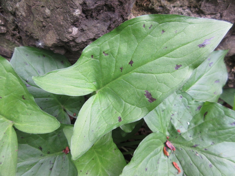 ARUM  MACULATUM  CUCKOO  PINT 15-05-2018 12-23-41.JPG
