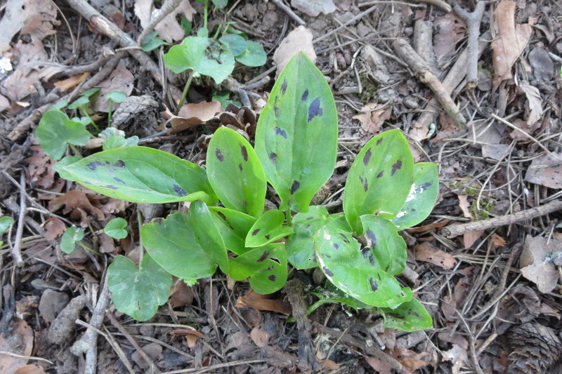 ARUM  MACULATUM  CUCKOO  PINT 20-04-2016 18-47-38.JPG