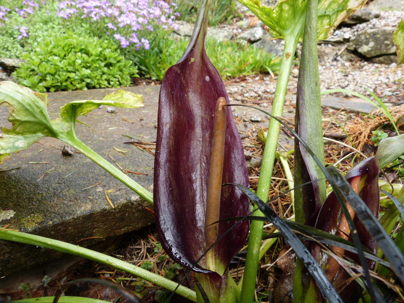 Arum orientale.JPG