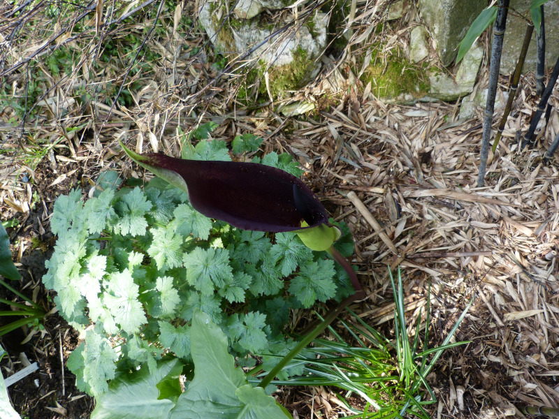 Arum palaestinium.JPG