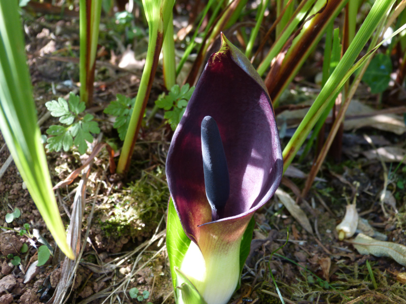 Arum pictum.JPG