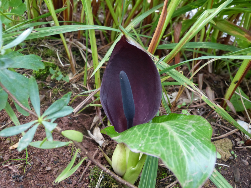 Arum pictum.JPG