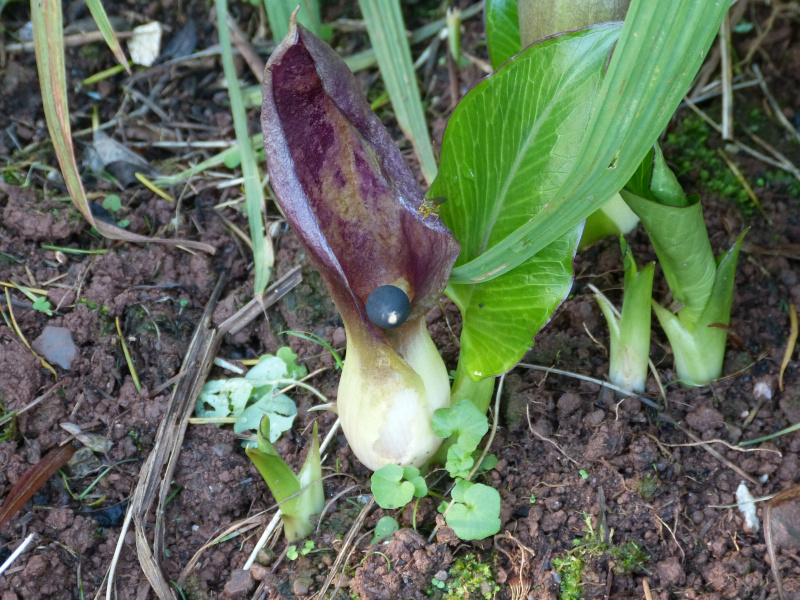 Arum pictum.JPG