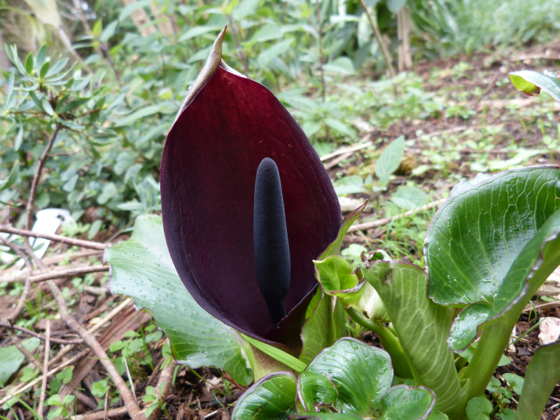 Arum pictum.JPG