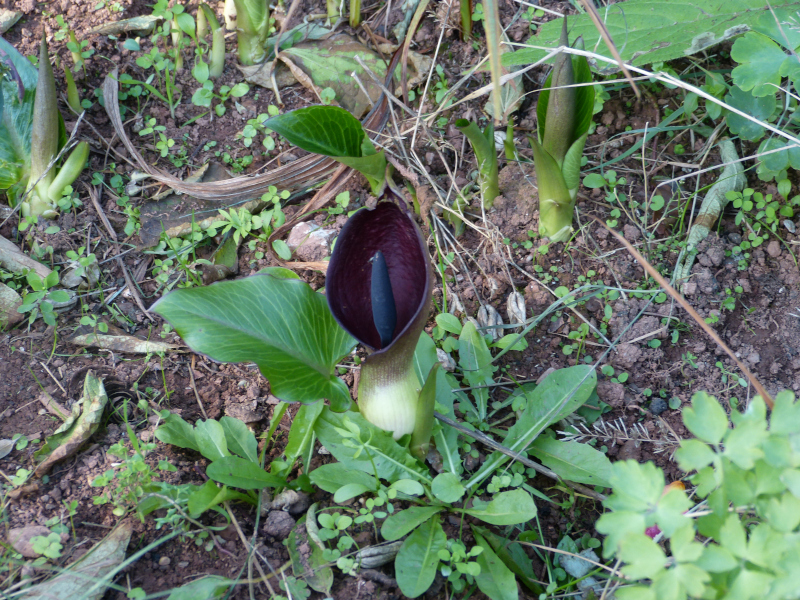Arum pictum.JPG