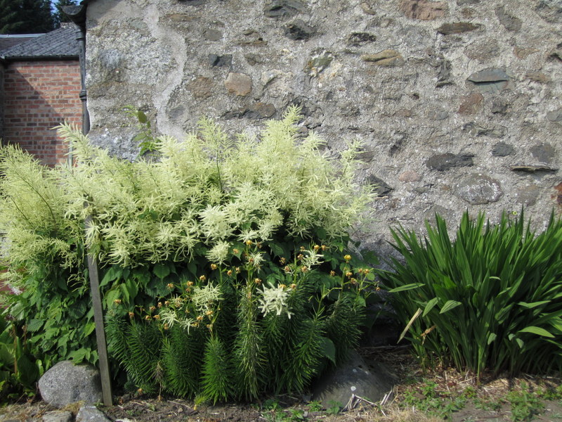 ARUNCUS  DIOICUS 07-07-2013 16-54-13.JPG