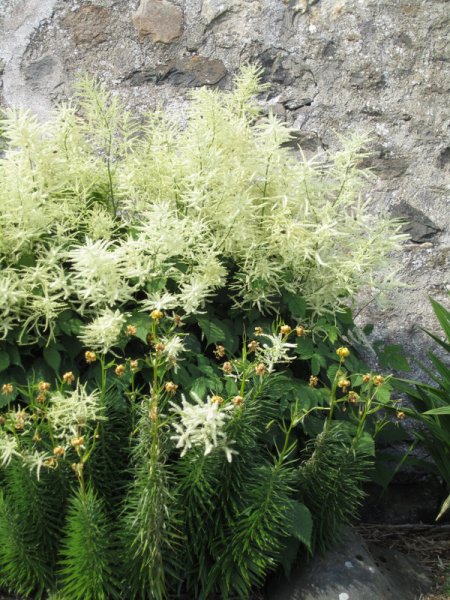 ARUNCUS  DIOICUS 07-07-2013 16-54-26.JPG
