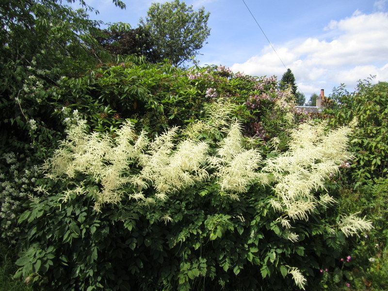 ARUNCUS  DIOICUS 09-07-2013 14-17-41.JPG