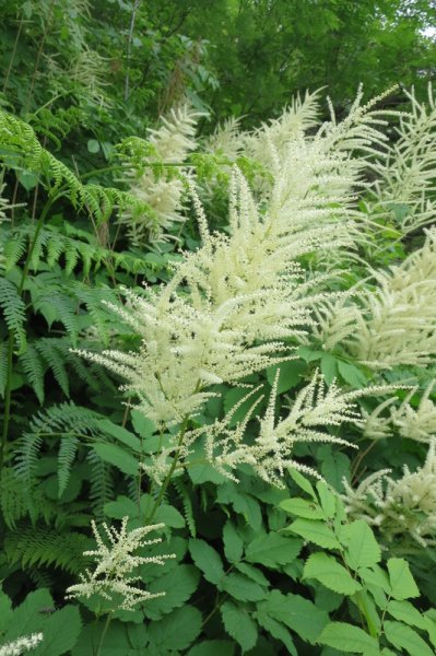 ARUNCUS  DIOICUS 30-06-2014 14-09-16.JPG
