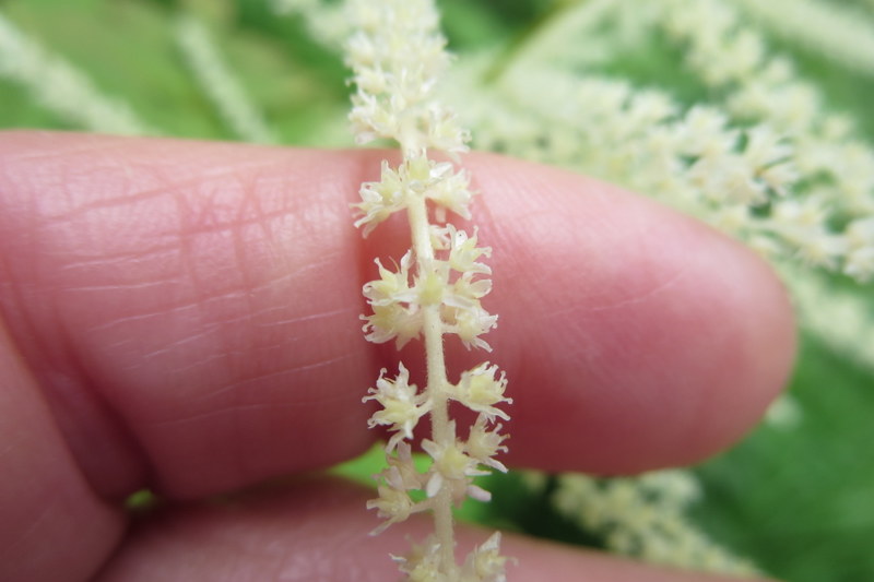ARUNCUS  DIOICUS  FEMALE 30-06-2014 14-10-05.JPG